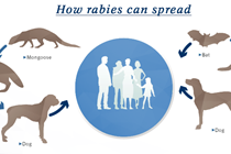 Rabies in wildlife infographic